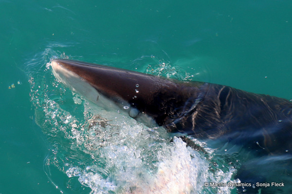 Bronze whaler shark, South Africa