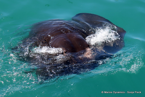 Short-tail stingray, South Africa