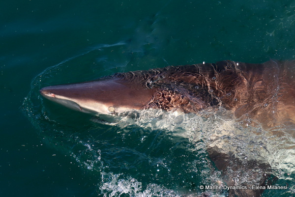 Bronze whaler shark, South Africa 