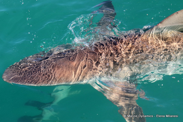 Bronze whaler shark, South Africa