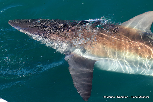 Bronze whaler shark, South Africa
