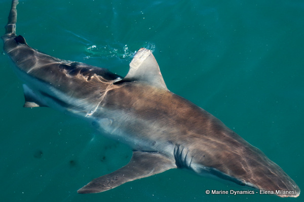 Bronze whaler shark, South Africa
