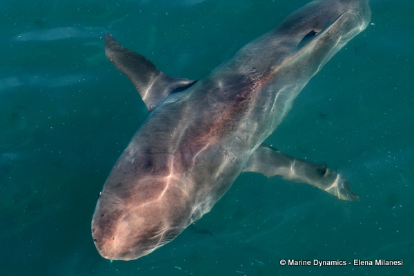 Bronze whaler shark, South Africa