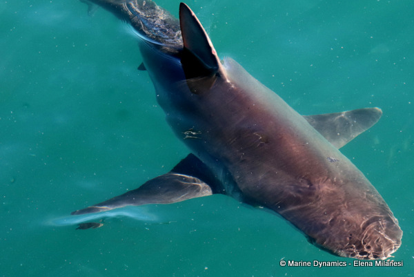 Bronze whaler shark, South Africa