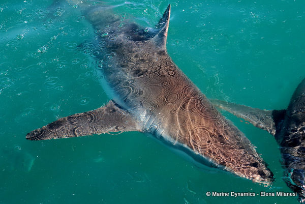 Bronze whaler shark, South Africa