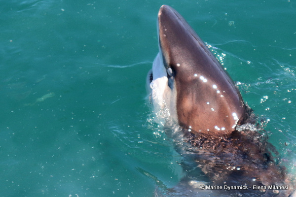 Bronze whaler shark, South Africa