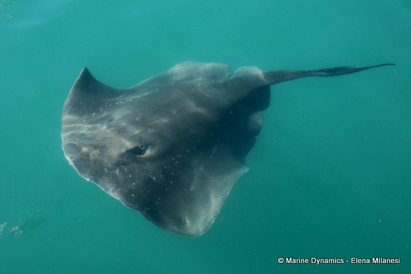Short-tail stingray, South Africa