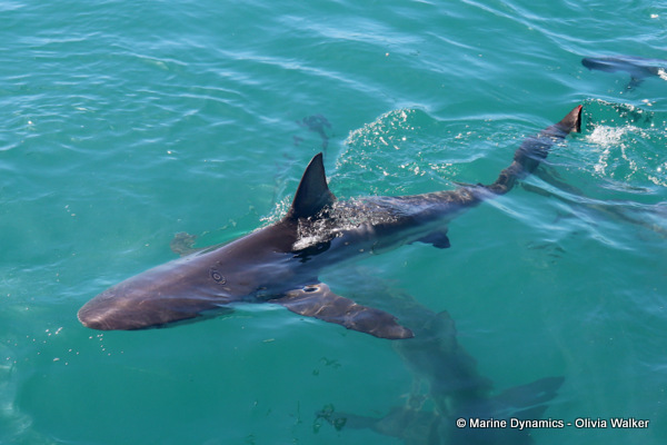Bronze Whaler shark, South Africa