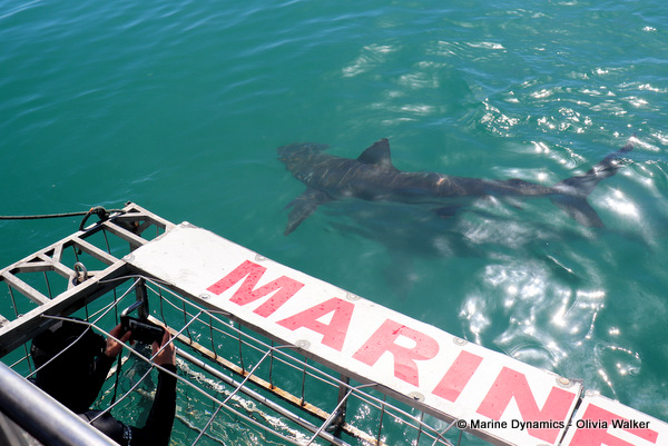 Shark Cage Diving, South Africa