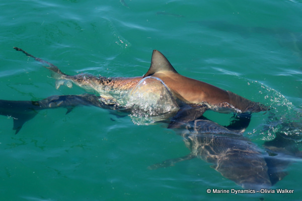 Bronze Whaler shark, South Africa