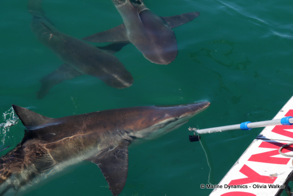 Bronze Whaler shark, South Africa