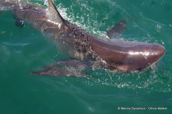 Bronze Whaler shark, South Africa