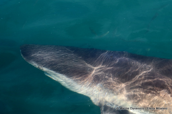Bronze Whaler shark, South Africa