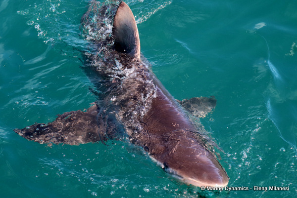 Bronze Whaler shark, South Africa