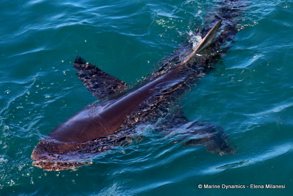 Bronze Whaler shark, South Africa