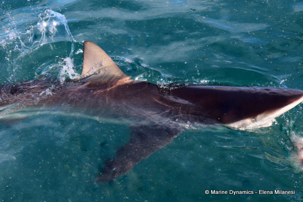 Bronze Whaler shark, South Africa