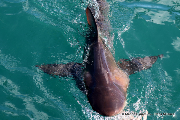 Bronze Whaler shark, South Africa
