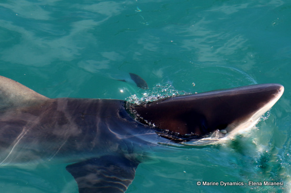 Bronze Whaler shark, South Africa