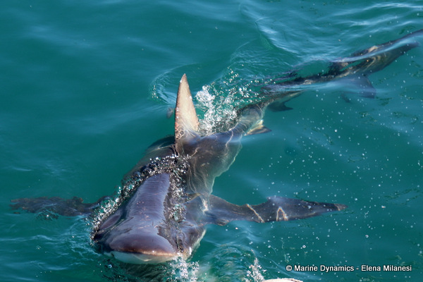 Bronze Whaler shark, South Africa