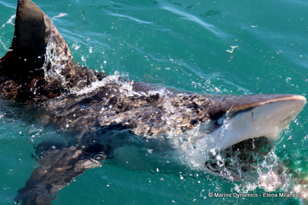 Bronze Whaler shark, South Africa