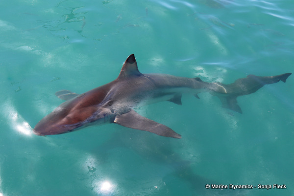 Bronze Whaler shark, South Africa