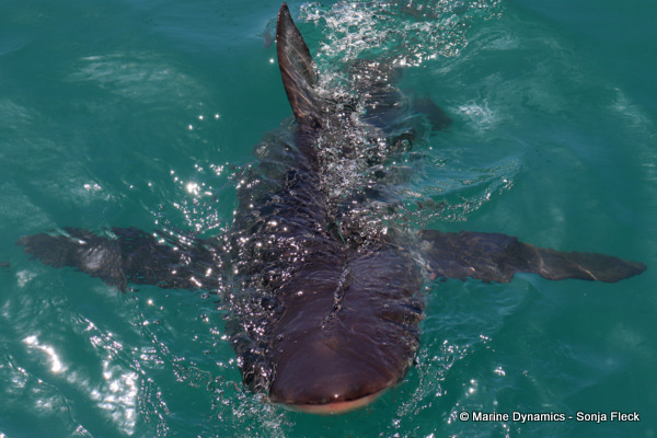 Bronze Whaler shark, South Africa