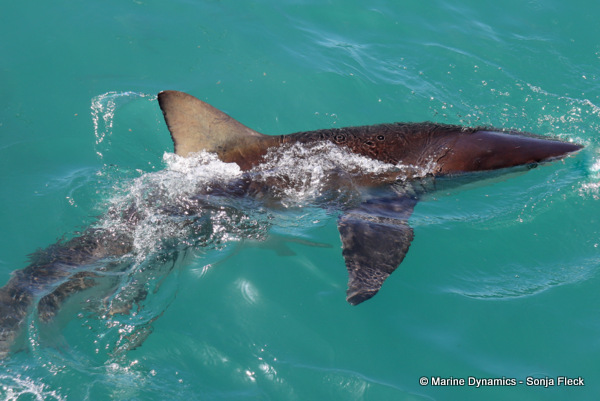 Bronze Whaler shark, South Africa
