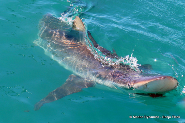 Bronze Whaler shark, South Africa