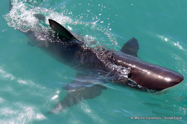 Bronze Whaler shark, South Africa
