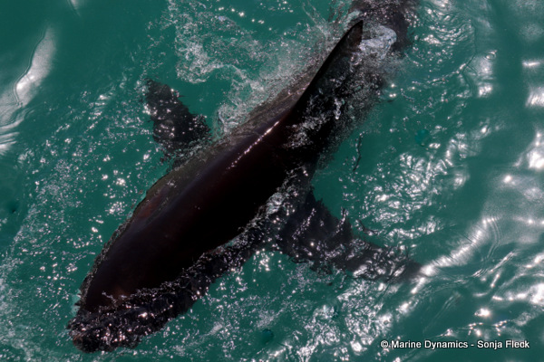 Bronze Whaler shark, South Africa