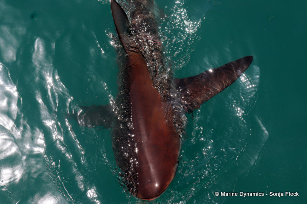 Bronze Whaler shark, South Africa