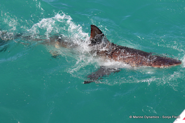 Bronze Whaler shark, South Africa
