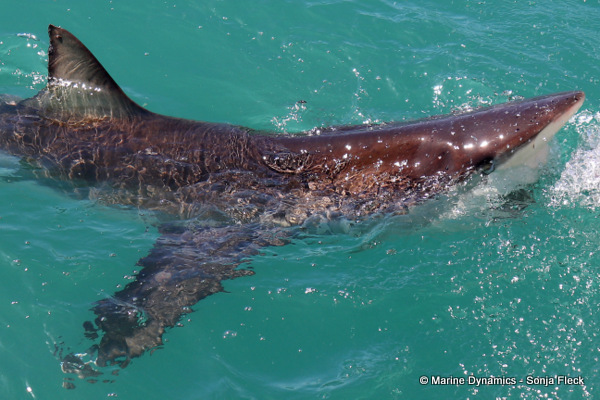 Bronze Whaler shark, South Africa