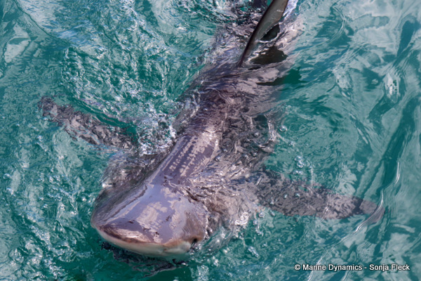 Bronze whaler shark, South Africa