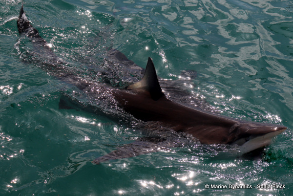 Bronze whaler shark, South Africa