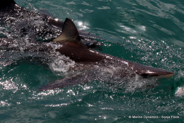 Bronze whaler shark, South Africa
