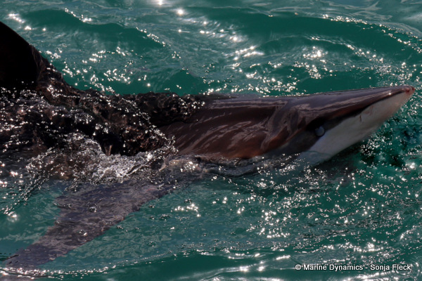 Bronze whaler shark, South Africa