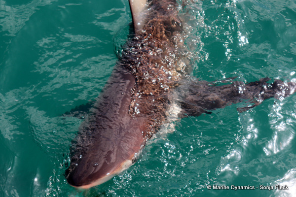 Bronze whaler shark, South Africa