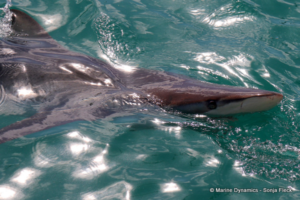 Bronze whaler shark, South Africa