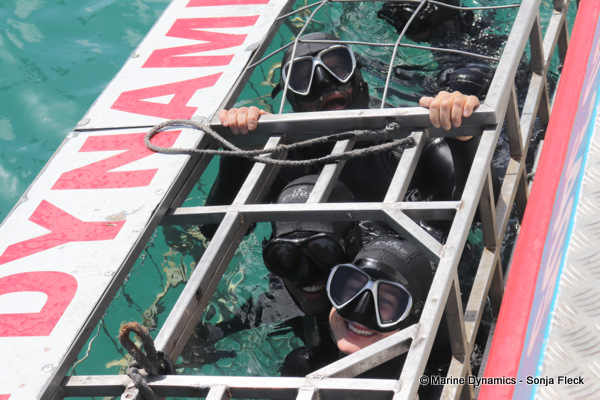 Shark cage diving, South Africa