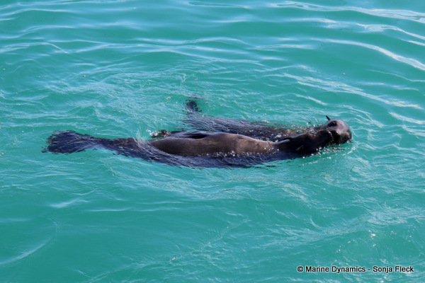 Cape fur seals, South Africa