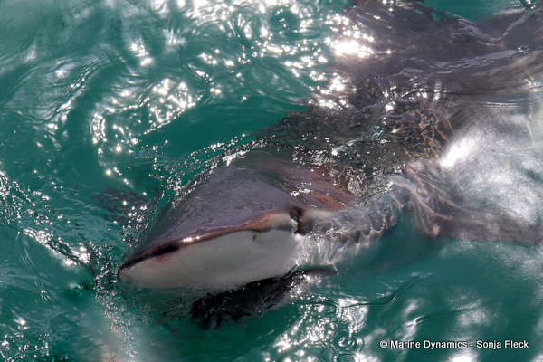 Bronze whaler shark, South Africa