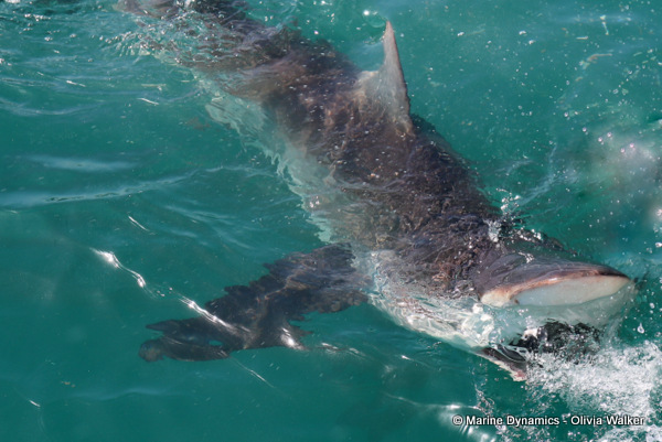 Bronze whaler shark, South Africa
