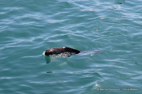 Cape fur seal, South Africa