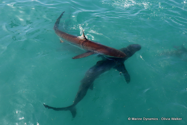 Bronze whaler sharks, South Africa