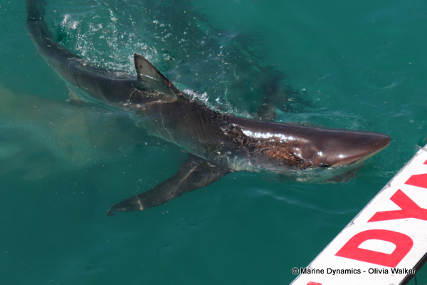 Bronze whaler shark, South Africa