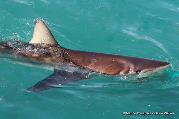 Bronze whaler shark, South Africa