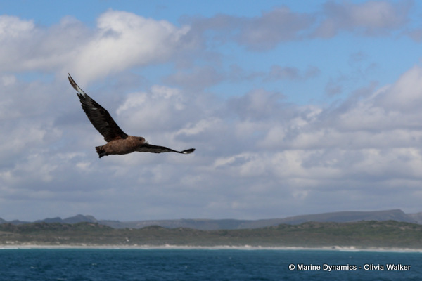 Sub Antarctic Skua, South Africa