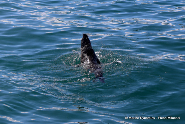 Cape fur seal, South Africa