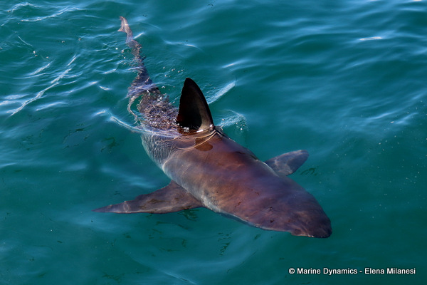 Bronze whaler shark, South Africa